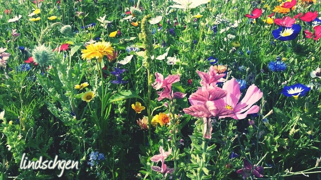 flower, freshness, fragility, growth, petal, beauty in nature, close-up, flower head, plant, nature, pink color, in bloom, springtime, day, growing, vibrant color, blossom, outdoors, green color, multi colored, colorful, botany, tranquility, blooming, no people