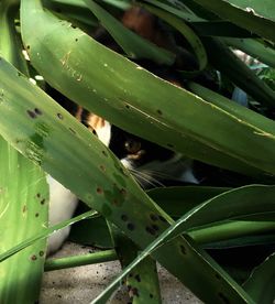 Close-up of lizard on leaves