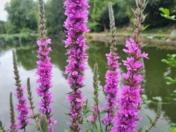 Close-up of purple flowering plants