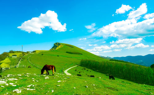 Herd of horse grazing at hill with beautiful blue sky and white clouds. horse farming ranch. animal 