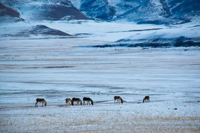 Horses in the winter