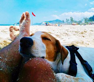 Dog on beach against sky