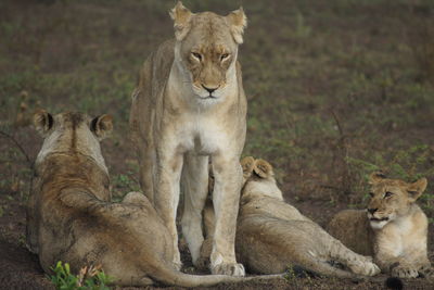 Mother lion with babies. mother stands and watches the children.