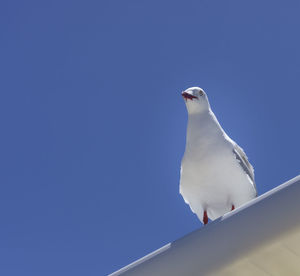 Low angle view of seagull against clear blue sky