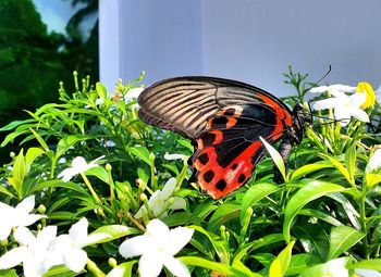 Close-up of butterfly on plant