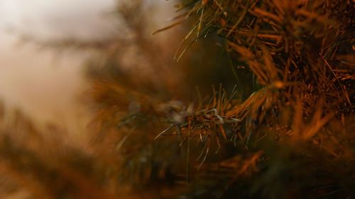 Close-up of plants at night