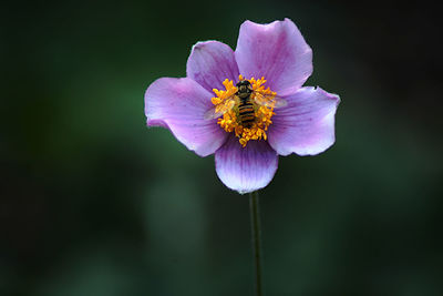 Close-up of bee pollinating flower