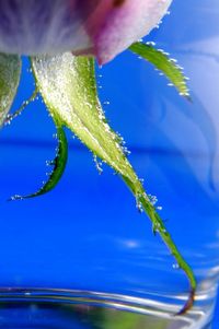 Close-up of water drops on plant