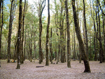 Scenic view of forest