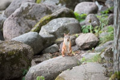 Portrait of squirrel on rock