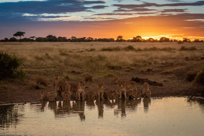 Pride of lions lie drinking from pond