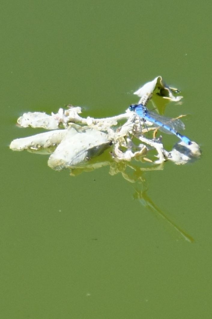 CLOSE-UP OF INSECT ON LEAF