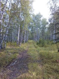 View of trees in forest