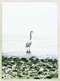 View of birds on beach against sky