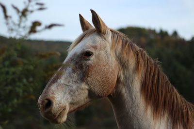 Close-up of a horse on field