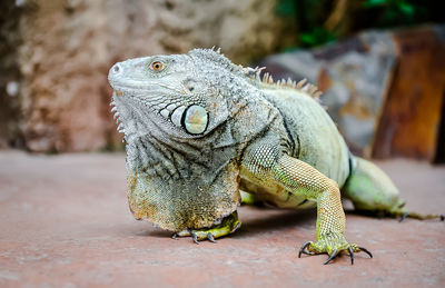 Close-up of lizard