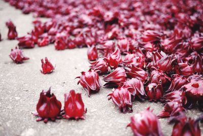 High angle view of roselle flowers on field