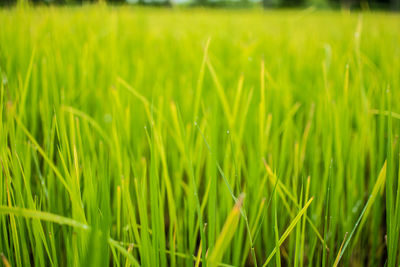 Full frame shot of crops growing on field