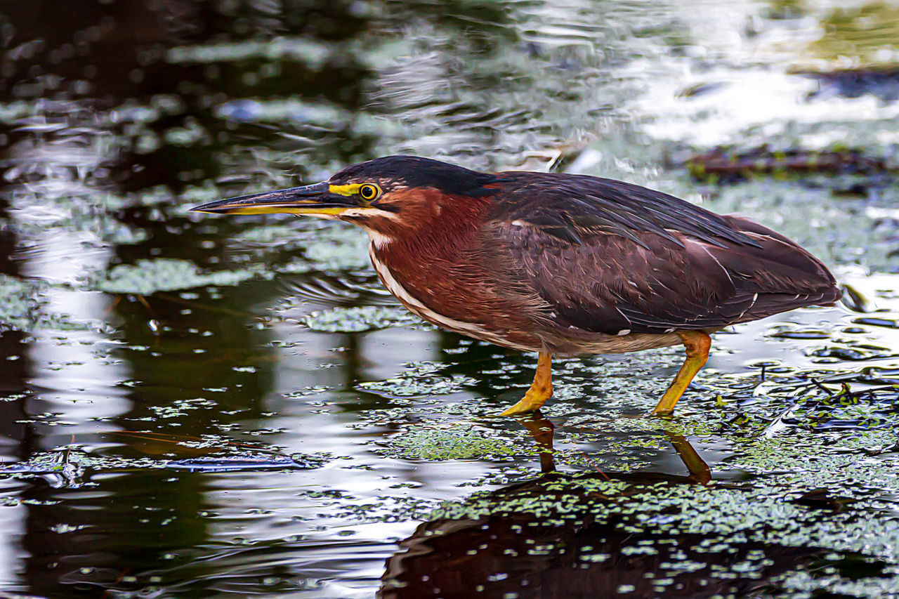 BIRD IN A LAKE