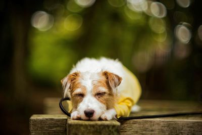 Close-up of dog on wood