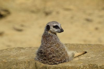 Close-up of an animal on land