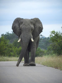 Elephant walking towards car in the kruger national park in south africa