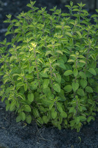 Close-up of fresh green plants