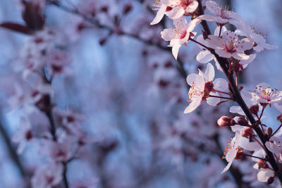 Low angle view of cherry blossom tree