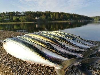 Close-up of fish at lake against sky