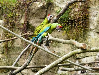 Bird perching on branch