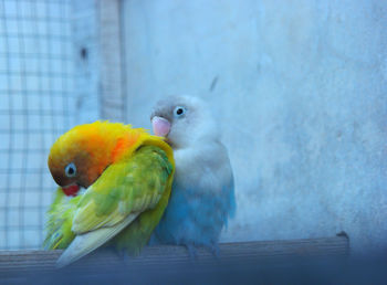 Close-up of parrot in cage