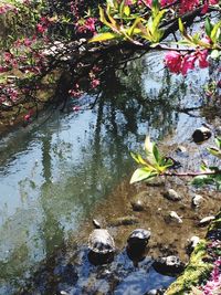 Plant growing in pond