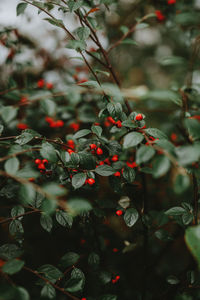 Close-up of red berries growing on tree