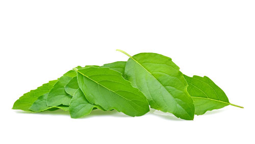 Close-up of green leaves on white background