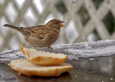 Close-up of bird feeding on bread