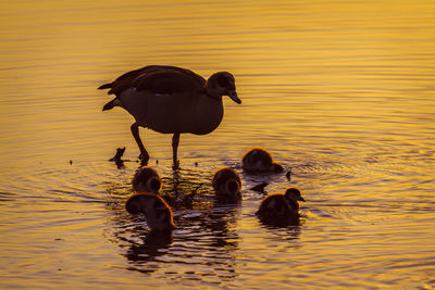 View of ducks swimming in lake