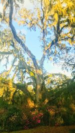 Low angle view of trees against sky