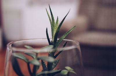 Close-up of plant in pot