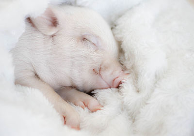 Close-up of a sleeping cat