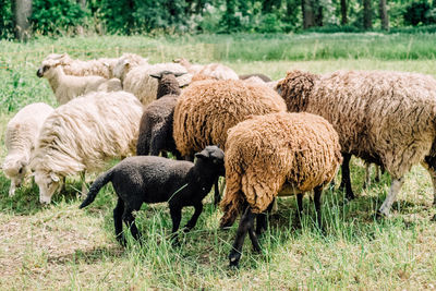 Sheep grazing in a field