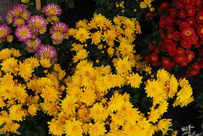 Close-up of yellow flowers blooming outdoors
