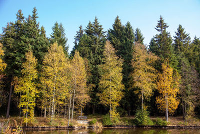 Trees in forest during autumn