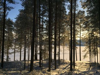 Trees in forest during winter