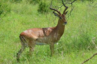 Side view of deer on field