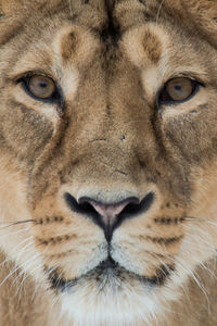 Close-up portrait of a cat