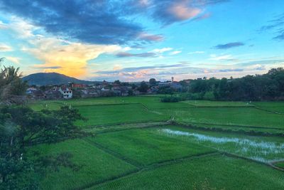 Scenic view of agricultural field against sky