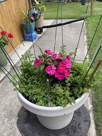 flowering plant