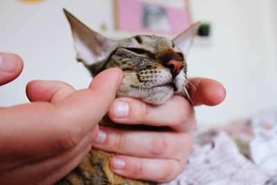 Cornish rex cat 