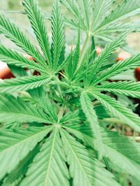 Close-up of fresh green plant