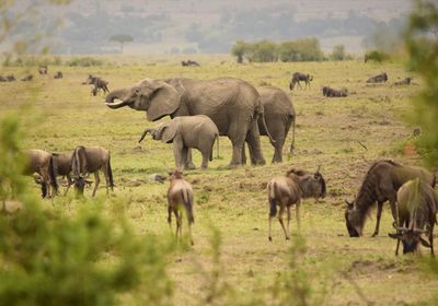 Landscape of adult and infant elephant in field with wildebeest